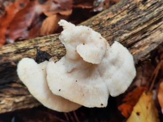 Irpiciporus pachyodon