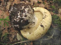 Leucopaxillus tricolor