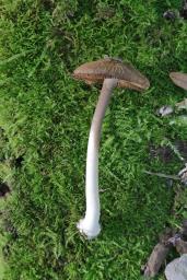 Inocybe asterospora