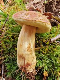 Hortiboletus bubalinus
