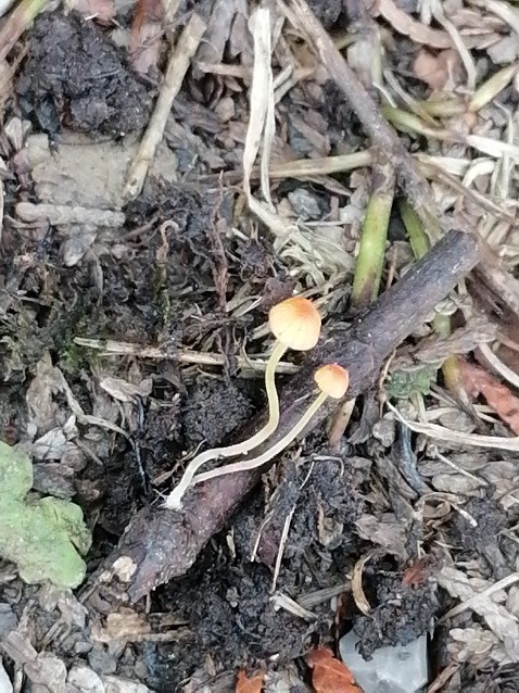 Mycena acicula