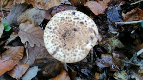 Cystoderma amianthinum