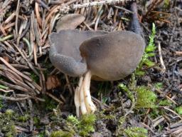 Helvella queletii