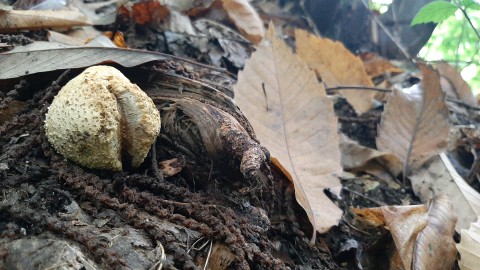 Scleroderma citrinum