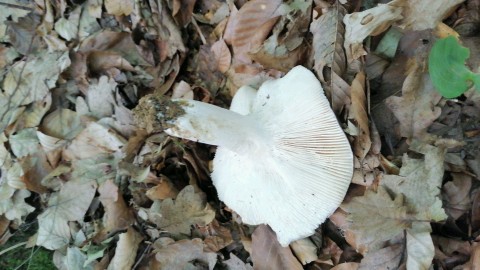 Russula heterophylla