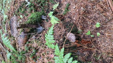 Strobilomyces strobilaceus