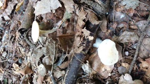 Clitocybe candicans