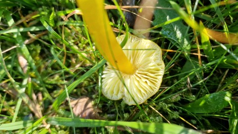 Hygrocybe ceracea