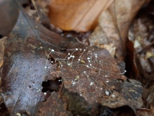 Mycena capillaris