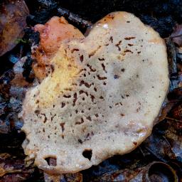 Fistulina hepatica