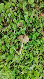 Agrocybe praecox