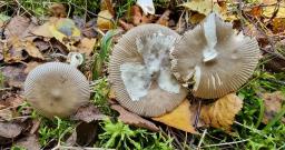 Amanita betulae