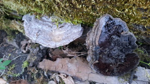 Ganoderma applanatum