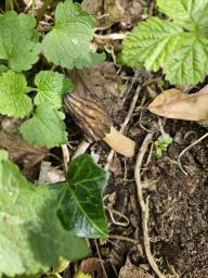 Morchella semilibera