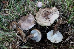 Hygrophorus persoonii