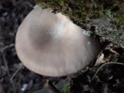 Pleurotus ostreatus