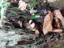 Psathyrella clivensis