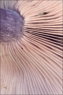 Collybia nuda