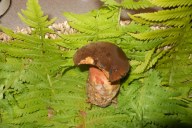 Neoboletus erythropus
