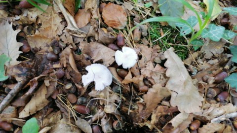 Mycena pura