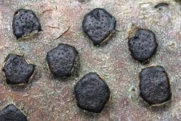 Diatrype disciformis