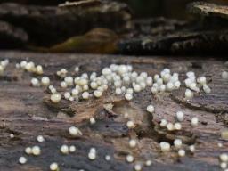 Helicogloea compressa