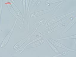 Calosphaeria pulchella