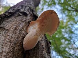 Pleurotus dryinus