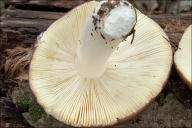 Russula integra