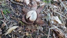 Astraeus hygrometricus