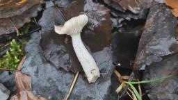 Russula alnetorum