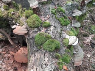 Ganoderma applanatum