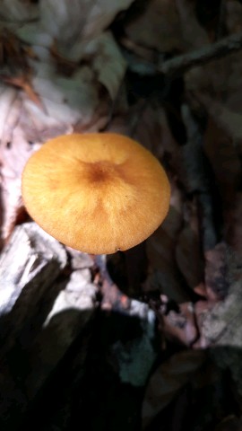 Pluteus leoninus