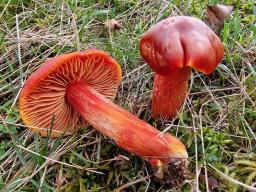 Hygrocybe punicea