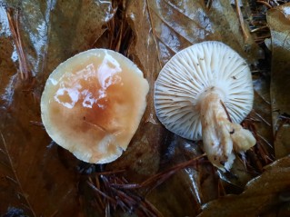 Hygrophorus discoideus