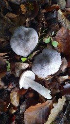 Tricholoma sciodes