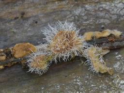 Tilachlidium brachiatum