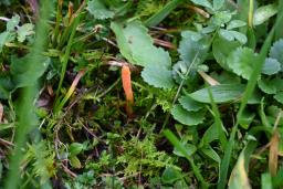 Cordyceps militaris