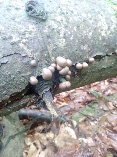 Lycogala epidendrum