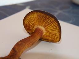 Phylloporus pelletieri