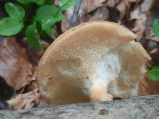 Polyporus tuberaster