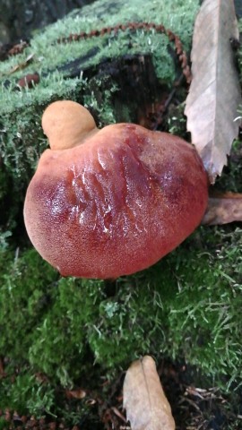 Fistulina hepatica