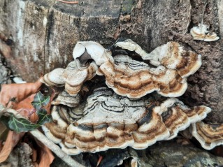 Auricularia mesenterica