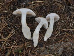 Phlegmacium cliduchum