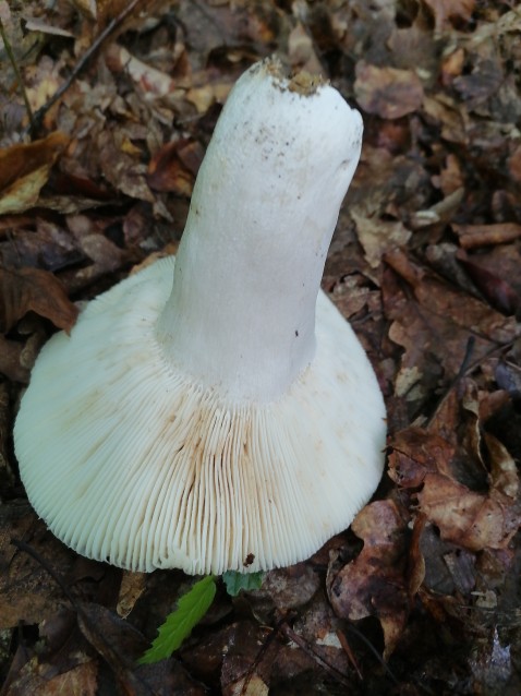 Russula heterophylla