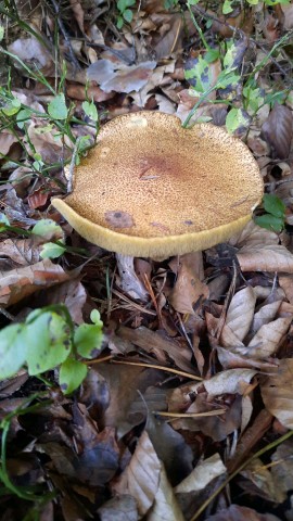 Suillus variegatus