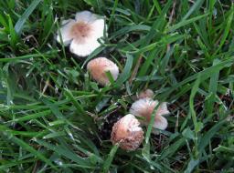 Lepiota lilacea