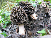 Morchella esculenta
