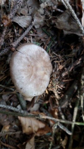 Pluteus cervinus