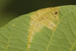 Pseudomicrostroma juglandis